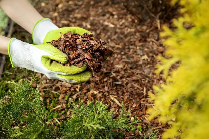 Excellent Mulching in Fort Lauderdale, FL