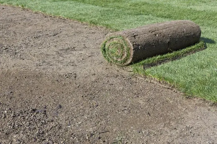 How long after installing sod can you walk on it Fort Lauderdale, FL