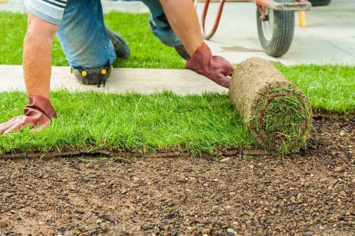 How long after installing sod can you walk on it in Fort Lauderdale, FL