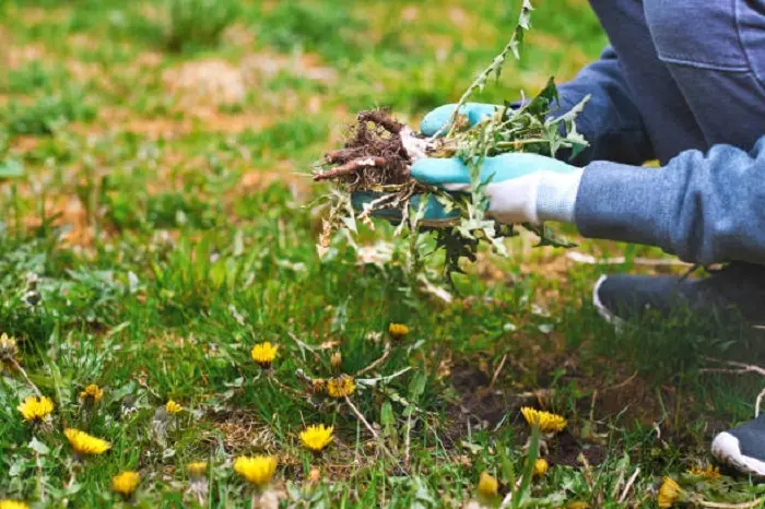 How to clear a yard full of weeds Fort Lauderdale, FL