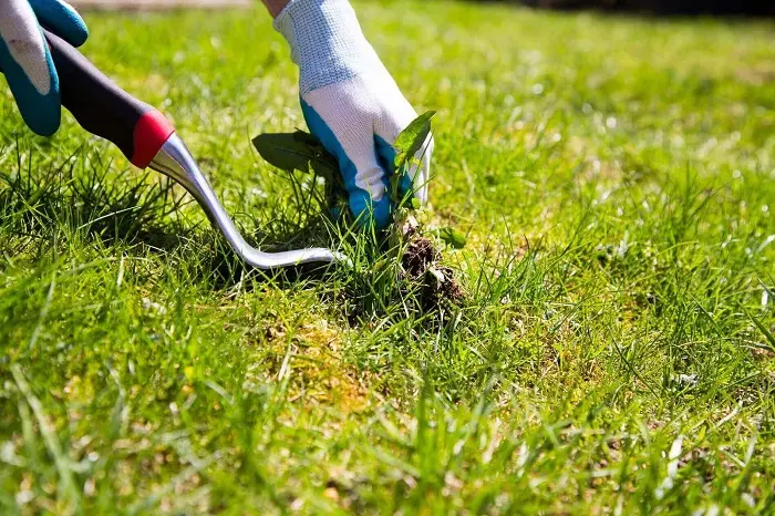 How to clear a yard full of weeds in Fort Lauderdale, FL