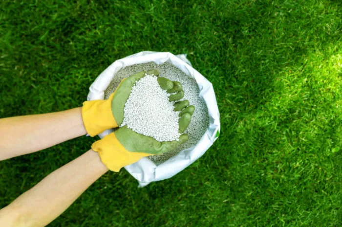 When is the best time to fertilize your lawn Fort Lauderdale, FL